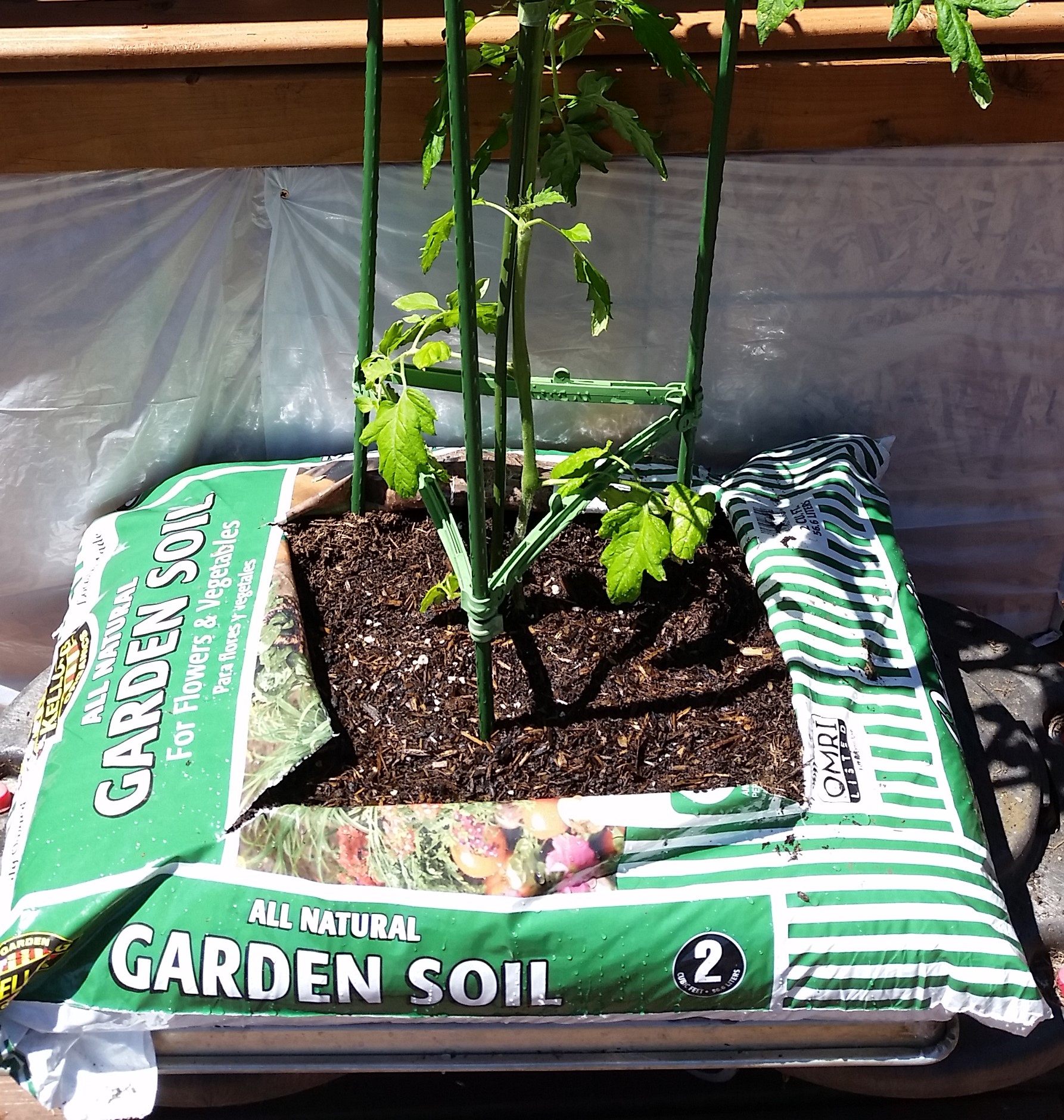 Tomato plant in soil sack