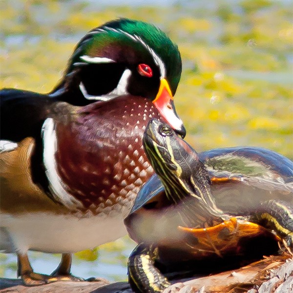Wood Duck & Turtle by Dick Thompson